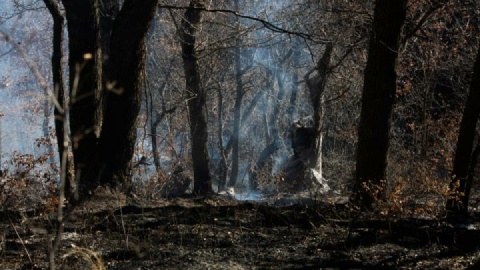 آتش‌سوزی در نقاط مختلف جنگل‌های مازندران مهار شد