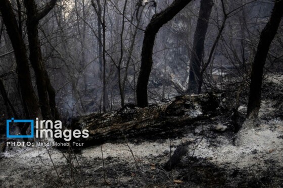 مهار آتشسوزی جنگل الیت