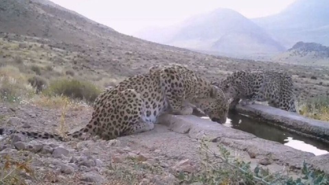 مشاهده سه قلاده پلنگ ایرانی در پاوه