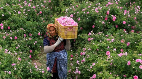 گل محمدی یکی از میراثهای ارزشمند کشور ایران است