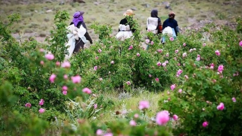 ایران، سرزمین گل محمدی