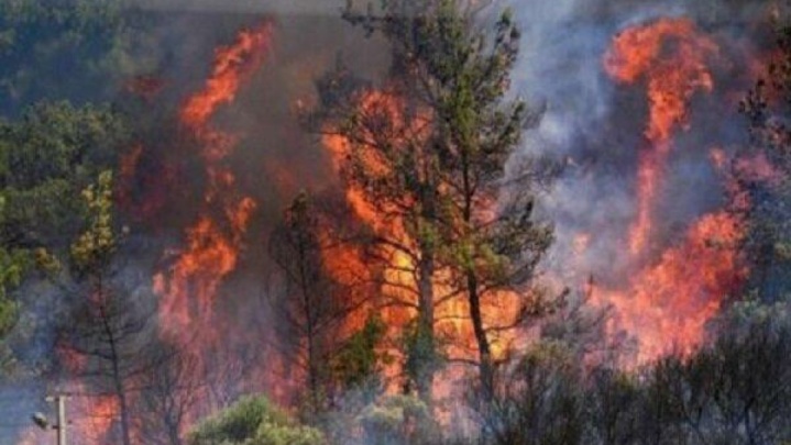 آتش‌سوزی جنگل‌های الیت هنوز به‌طور کامل مهار نشده است