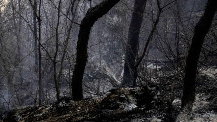 پایان کابوس آتش در گلستان؛ جنگل‌های هیرکانی نجات یافتند