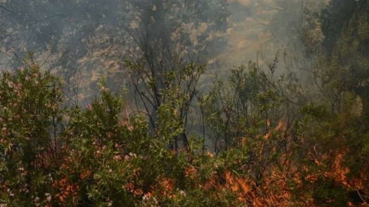 ردپای ‌‌انسان‌ ‌در آتش‌سوزی‌ جنگل‌ها محرز شد/ شکارچیان غیرمجاز ‌الیت را آتش زدند
