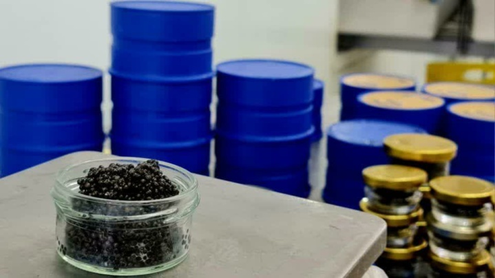 صادرات خاویار بابلسر به ۳۲ کشور جهان، نمونه حمایت دولت از اقتصاد دریامحور