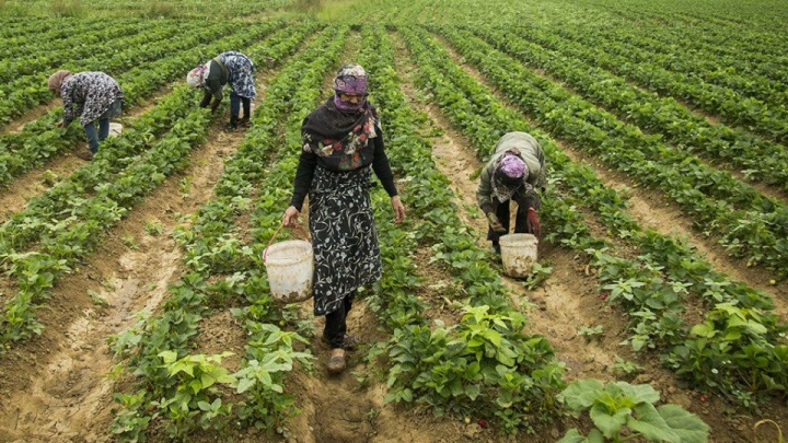 احتمال افت ۲۰ درصدی تولیدات کشاورزی با کاهش تخصیص آب