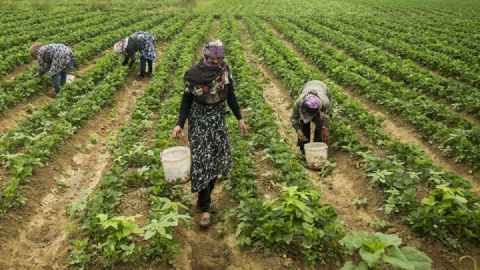 احتمال افت ۲۰ درصدی تولیدات کشاورزی با کاهش تخصیص آب