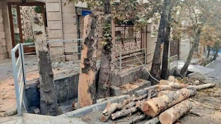 متهم اصلی قطع درختان تهران کیست؟