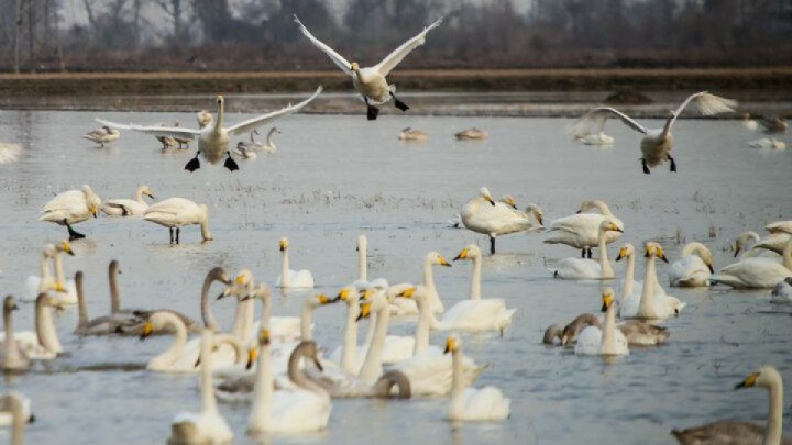 بازار فروش پرندگان مهاجر در فریدونکنار زیرزمینی شده است؟