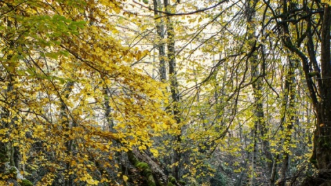 پیشنهادهای موسیقایی برای فصل خزان/ پاییز بهاریست که عاشق شده است