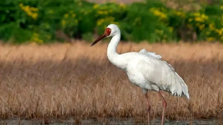 «امید»به فریدونکنار برمی‌گردد؟