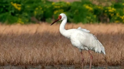 «امید»به فریدونکنار برمی‌گردد؟