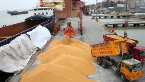 مرغداران نگران تأمین نهاده نباشند/ توزیع خوراک دام و طیور با ارز دولتی