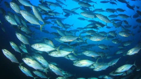 کمیته ملی تخصصی واکسیناسیون آبزیان تشکیل شد