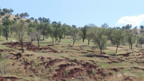بلوط‌ها قد می‌کشند؟