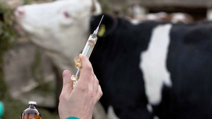 ۲ میلیون دُز واکسن تب برفکی وارد می شود/آنفلوآنزای پرندگان نداریم