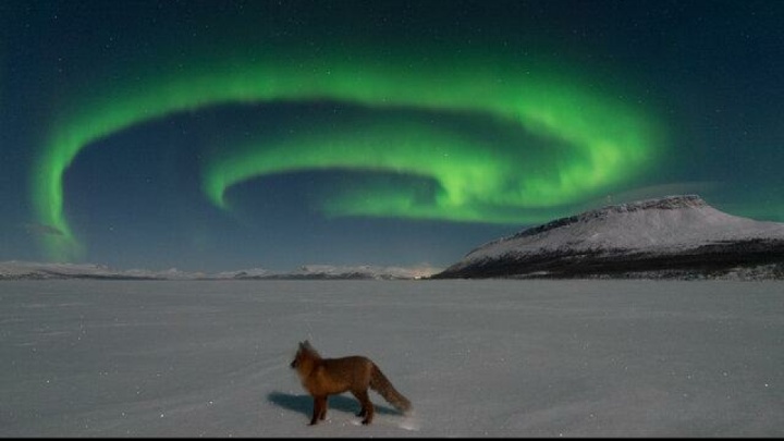 عکس روز ناسا از آتش به پا کردن روباه شمالی!