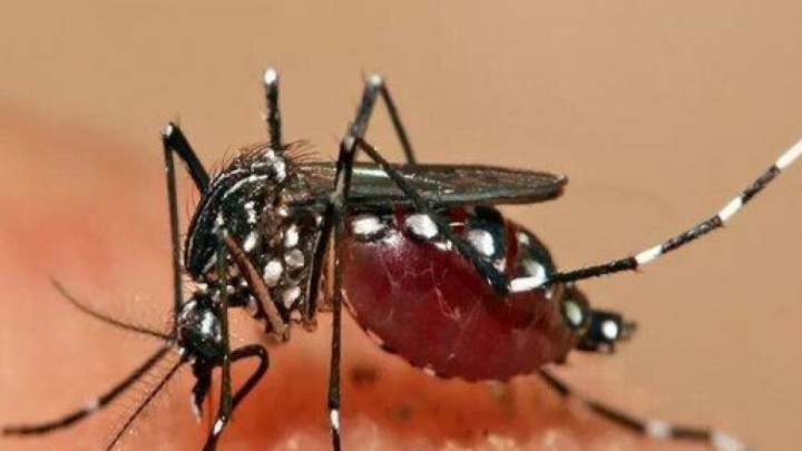 ابتلای ۲۵۵ نفر به تب دنگی در هرمزگان