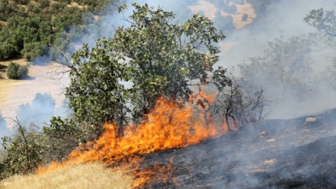 ۲۰ درصد جنگل الیت براثر حریق خسارت دیده است/ عامل انسانی، علت ۹۰ درصد آتشسوزیها