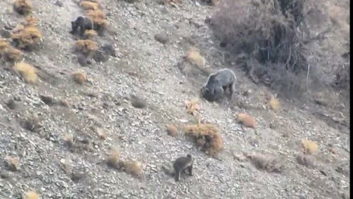 یک قلاده خرس با دو توله در منطقه حفاظت‌شده دنا دیده شد