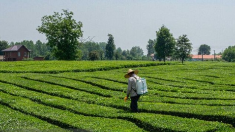 ۹ میلیون و ۸۰۰ هزار کیلوگرم چای ایرانی راهی جهان شد/ رشد ۴۸ درصدی در صادرات