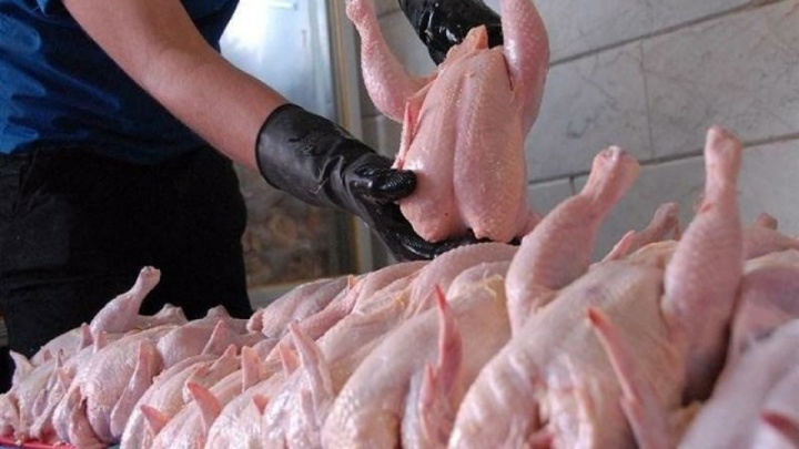 عرضه مرغ منجمد ارزان‌تر از ۱۰۰ هزار تومان آغاز شد
