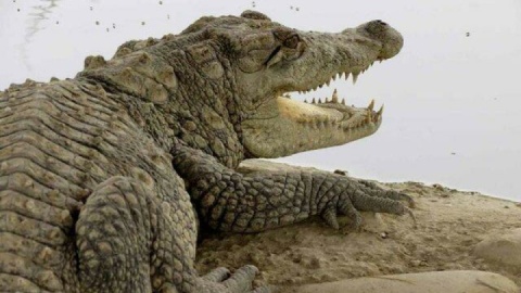 احتمال خروج گاندوها از برکه‌ها در جنوب سیستان و بلوچستان