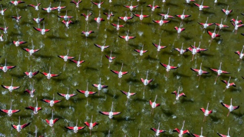 فیلم/ قابی زیبا از فلامینگوها در میانکاله