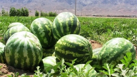 هندوانه میناب بر سفره‌های یلدایی ۸ استان