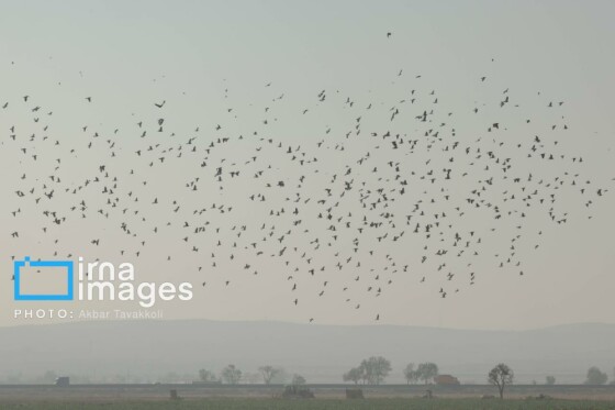 پایتخت زیر ابری از دود