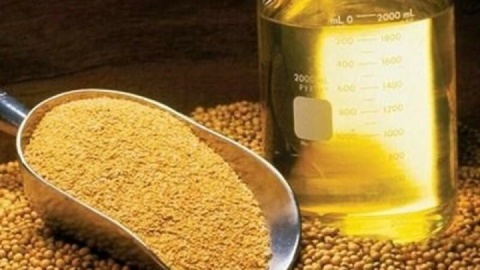 آغاز ثبت سفارش دانههای روغنی