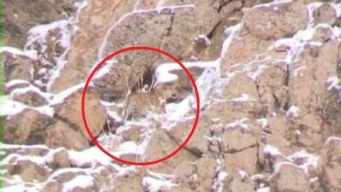 مشاهده و ثبت تصویر پلنگ ایرانی در پارک ملی لار