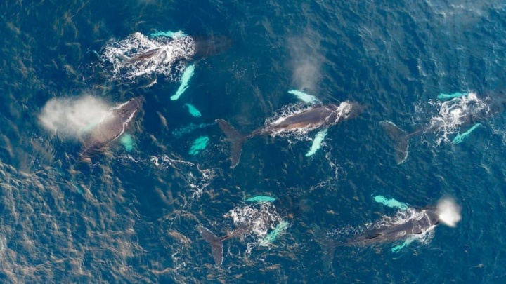 جولان ویروس‌ها در قلمرو نهنگ‌های قطب شمال