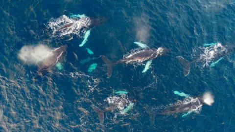 جولان ویروس‌ها در قلمرو نهنگ‌های قطب شمال