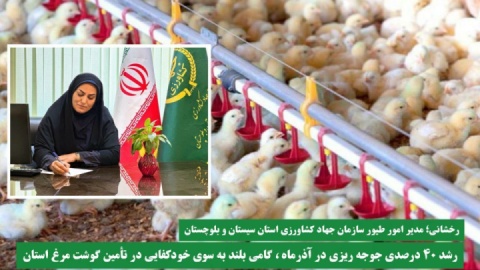 رشد ۴۰ درصدی جوجه ریزی در آذرماه ، گامی بلند به سوی خودکفایی در تأمین گوشت مرغ استان