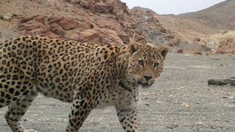 فیلم/ ثبت تصاویری تازه از ۲ قلاده پلنگ ایرانی در دهلران