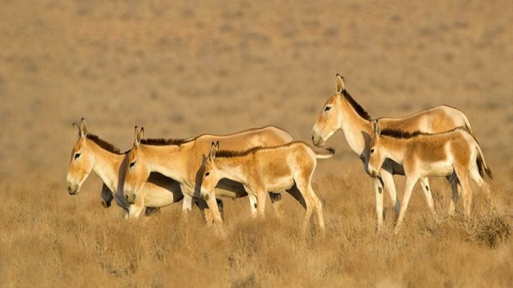 وقتی صیاد، بلد محلی گردشگران شد