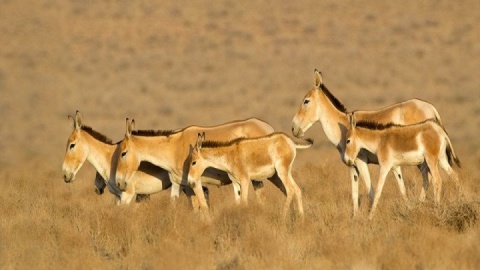 وقتی صیاد، بلد محلی گردشگران شد