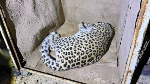 پلنگ سرگردان شهمیرزاد به تهران رسید