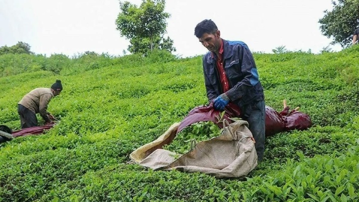 چای ایرانی در مسیر توسعه پایدار