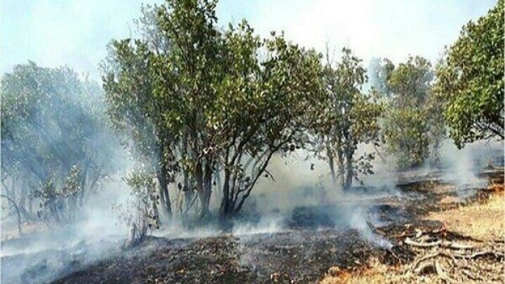 بیش از ۵ هزار متر مربع از جنگل‌ های تالش در آتش سوخت