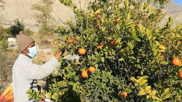 هرمزگان کانون مرغوب‌ترین نارنگی‌های کشور