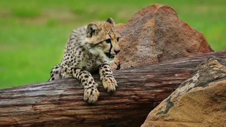 قرنطینه موقت مرکز بازپروری پردیسان به دلیل شیوع ویروس «پن‌لوکوپنی»