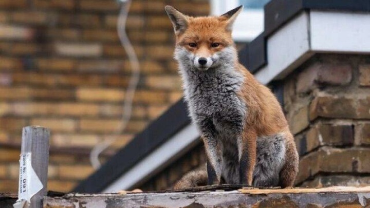 علت حضور روباه‌ها در تهران