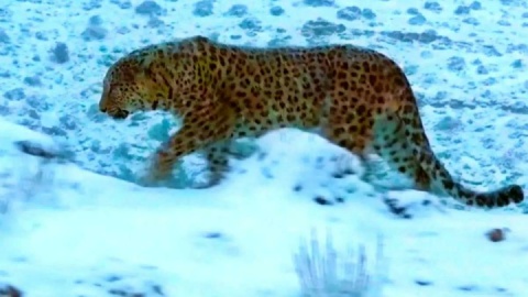 فیلم/ تصویر یک قلاده پلنگ در فیروزکوه ثبت شد