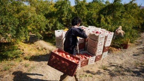 چالش انارستان‌های فارس با کم آبی