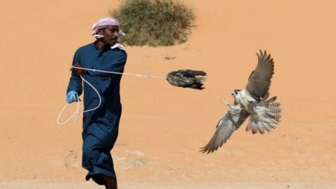 اتباع خارجی و مهمانداران همچنان مشغول شکار هوبره هستند