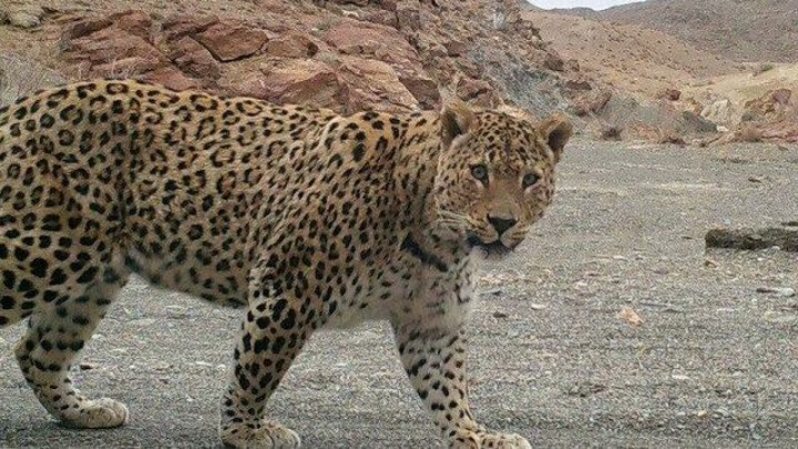 حضور پلنگ ایرانی ماده در پناهگاه حیات وحش بهاباد