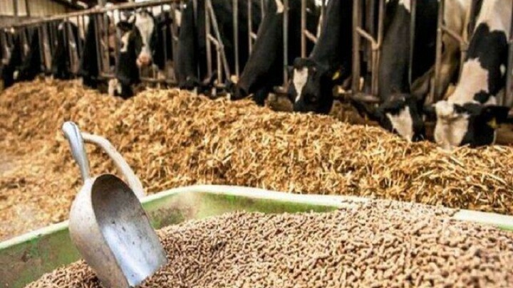 آخرین وضعیت بازار نهاده پس از نرخ گذاری جدید/ پیش‌بیی کاهش قیمت تخم‌مرغ