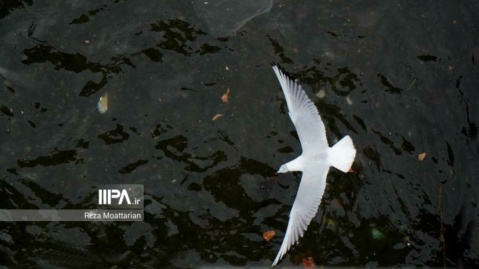 گزارش تصویری/ مرغ های دریایی زباله خوار